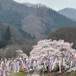 らー麺　Do・Ni・Bo - 高瀬の桜と鯉のぼり