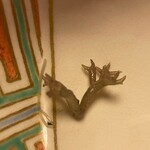 赤坂 菊乃井 - 石垣島をはじめ沖縄周辺ではオゴノリ科の海藻の総称「スーナ」。シャキシャキとした独特な食感は刺身のツマにに最適。