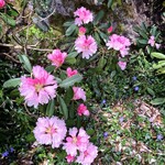 渓流 - こんなに可愛い花