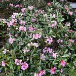 渓流 - 芍薬満開！