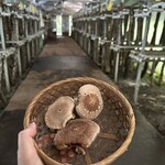 お山のたいしょう - 