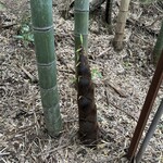 お山のたいしょう - 