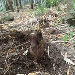 お山のたいしょう - 