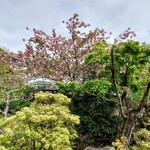 洋食 つばき - 八重桜