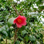 洋食 つばき - 一輪の椿