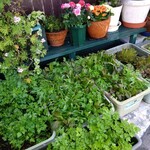 ピッツェリア イル ティンバッロ - 料理写真: