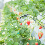 ささやまベリー1 - 