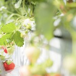 ささやまベリー1 - 