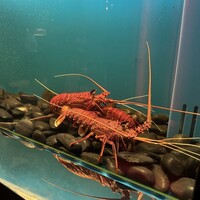 TEPPANYAKI 10 SHIBUYA - 