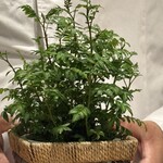 ステーキ 西洋料理 寛 - 自家製の山椒