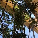 自由が丘バーガー - 