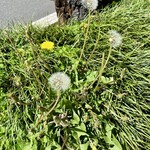 楽観 - 春終わり