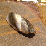 鮨 さいとう - 2014.8 シンコ二枚付け