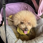 そば処 湧水 - シェリ②