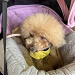 そば処 湧水 - シェリ①