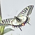 インデアンレストラン  ニューミラ - 