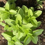 インデアンレストラン  ニューミラ - 