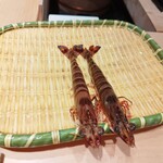 鮨 梵 - 鹿児島産車海老