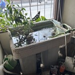 カレー屋ヌンクイ - 