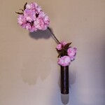 御料理 良所 - 花活けは八重桜