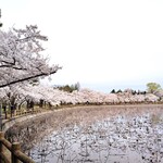 喫茶ロード - オマケ・猿賀公園の桜