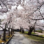 喫茶ロード - オマケ・これはまるで弘前公園の西堀みたい♬