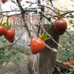 中村藤吉本店 - 中村藤吉　中庭の木の実