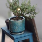 日ノモトブルーイング&ビアスタンド - お店のマスコット的存在感の鉢植え