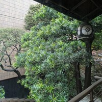 明神下 神田川 本店 - 