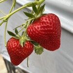 府中いちご狩り園 - 料理写真: