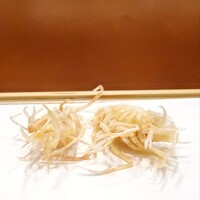 天婦羅 みやしろ - 