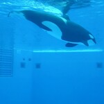 ブルーオーシャン - 