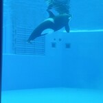 ブルーオーシャン - 