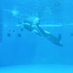 ブルーオーシャン - 