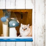 猫ダイニングＡ・caT - 