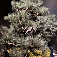 肉和食 月火水木金土日 - 