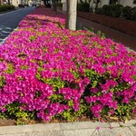 横浜大飯店 - 横浜中華街