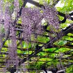 ff - 聖天さんの野田藤