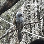 ザ バード ウォッチング カフェ - バードウォッチング