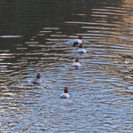 弘明寺丿貫 - 近くの大岡川のヒドリガモ