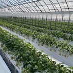 いちご農園 kirari - 