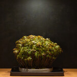 Juan Bowl & Tea Tokyo - 