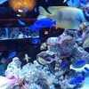 アクアリウムイタリアン心斎橋ライム