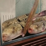 ふぐ･はも･すっぽん 文太郎 - 