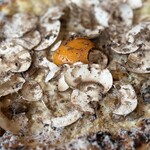 PICICA PICICA PIZZA & PASTA - 