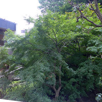 中国料理 四川 - 