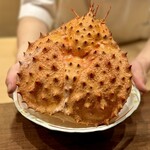 鎌倉 北じま - イバラガニモドキ