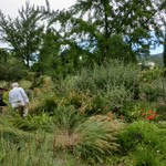 La Bonne Estape - フランソワとグランシェフが、あっちこっちの野草や木の実をちぎっては、そのインスピレーションを解説してくれます。
            