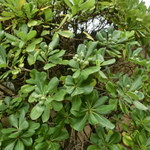 La Bonne Estape - 観て、触って、匂いを嗅いで、そして食べて‥
            五感をフルに使い、このニュアンスを感じ取り、皿へのインスピレーションを広げます。