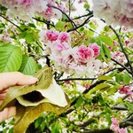 長命寺 桜もち - 